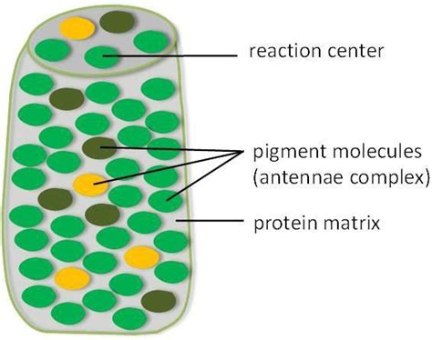 Chapter Photosynthesis Introduction To Molecular And Cell Biology