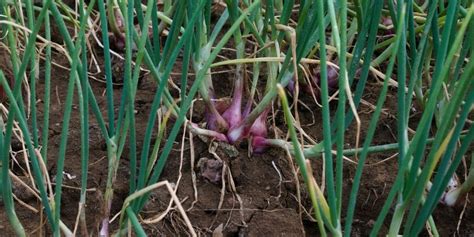 Gejala Layu Fusarium Bawang Merah Dan Cara Mengatasinya