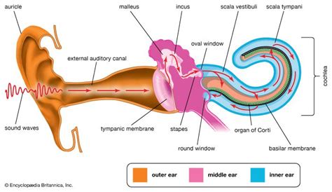 Tympanic Membrane Definition Anatomy Function And Perforation Britannica