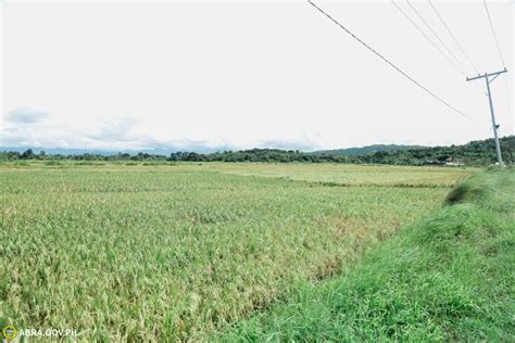 The 11 Rice Varieties Planted At The Demo Farm Were Inspected By The