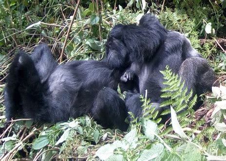 Gorilla Trek Uganda - Luxury Uganda Safaris