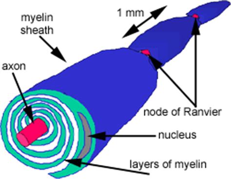 Nerves: The Histology Guide