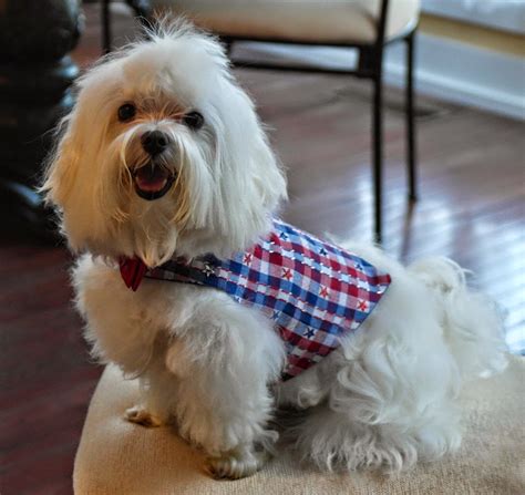 Patriotic Custom Dog Outfits & Bows - Blue Skies for Me Please