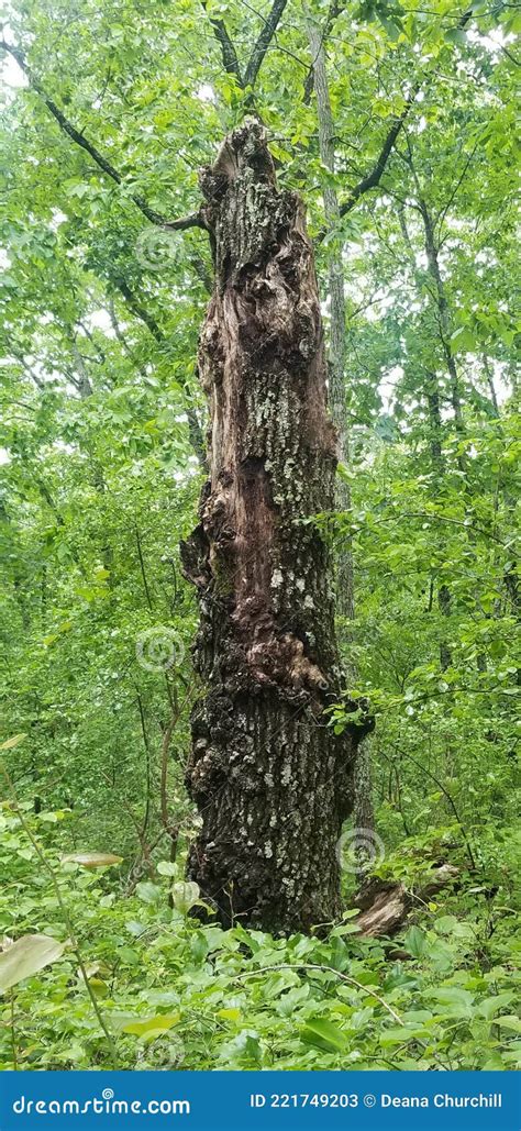 Totem Pole Tree Royalty Free Stock Photo CartoonDealer 221749203