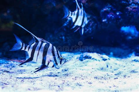 Zebra Black White Striped Ocean Fish Stock Photos - Free & Royalty-Free Stock Photos from Dreamstime