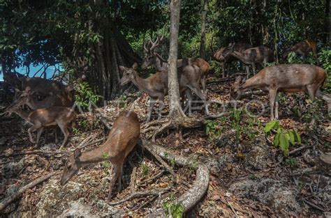 Taman Wisata Dan Cagar Alam Pangandaran Antara Foto