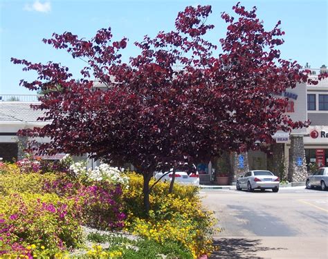 The 2 Minute Gardener Photo Eastern Redbud Forest Pansy Cercis