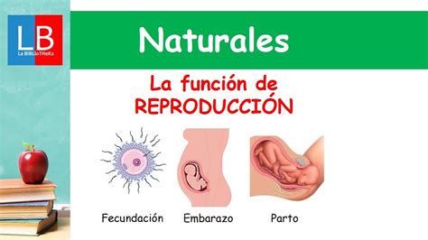 Etapas De La Reproduccion Humana Glosario De Ciencias Ambientech Images