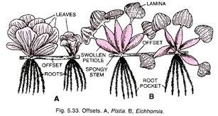 Vegetative propagation in Pistial Water Hyac toppr.com