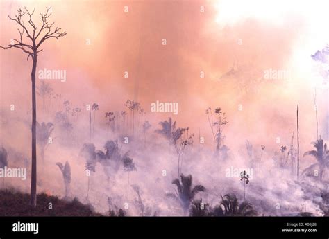 Amazon Rain Forest Burning Deforestation Brazil Burned Trees Ecological