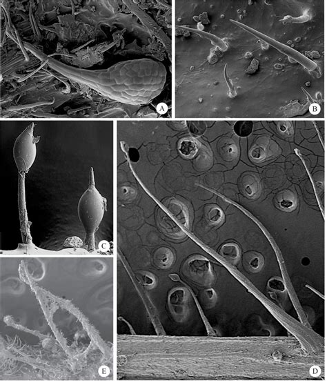 Scanning electron microscopy (SEM) showing the aspects of the trichomes ...