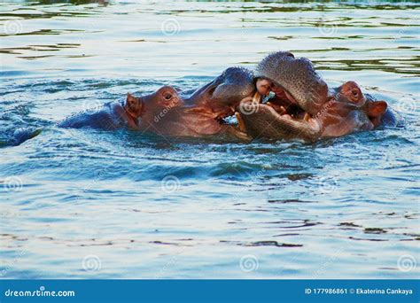 Two Hippo Fighting Royalty-Free Stock Photography | CartoonDealer.com #177986861