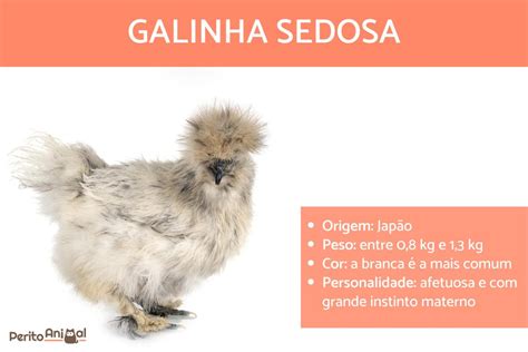 Galinha Sedosa Caracter Sticas Origem E Cuidados