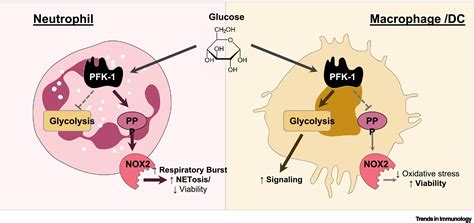 Phagocyte Metabolism Neutrophils Have Their Cake But Dont Eat It