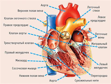 Строение Сердце Человека Фото С Описанием Telegraph