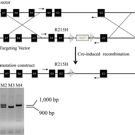 Generation Of Nlgn2 R215H Knock In KI Mice A Schematic