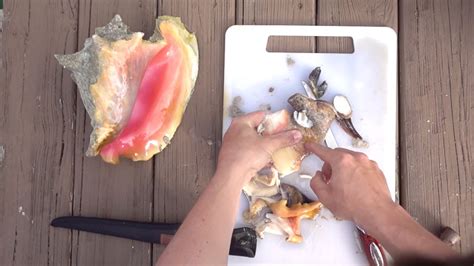 Catch And Cook Sea Snail Queen Conch Youtube