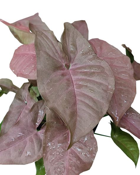 Syngonium Pink Allusion 4″ Pot Rimba Garden Central