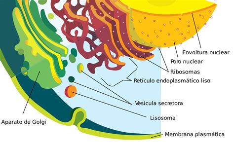 Características De Los Lisosomas Que Características