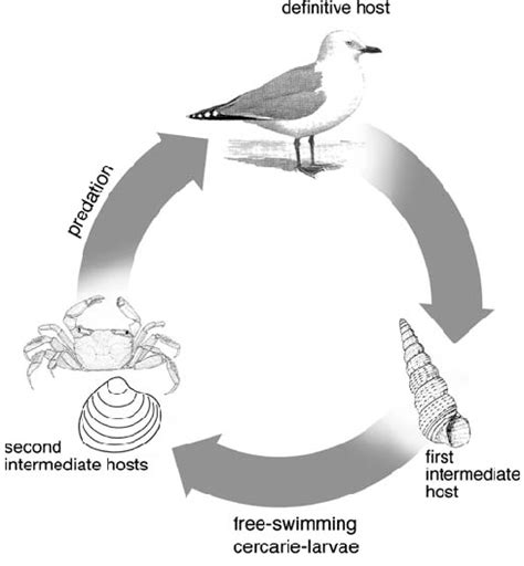 Generalised life cycle for the three most common species of trematodes ...