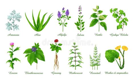 Conjunto De Hierbas Medicinales Verdes Y Plantas Ilustrativas Vectoriales Realistas Ilustración