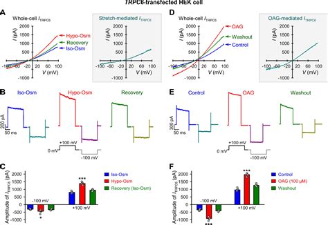 Mechanosensitive Cation Currents Through TRPC6 And Piezo1 Channels In