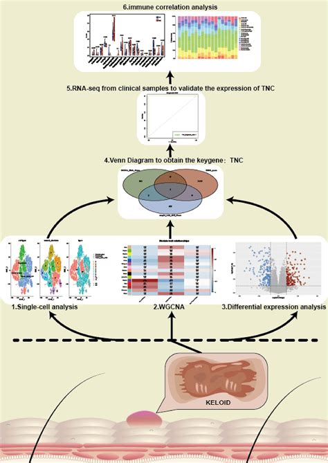 Frontiers Single Cell Sequencing Analysis And Weighted Co Expression