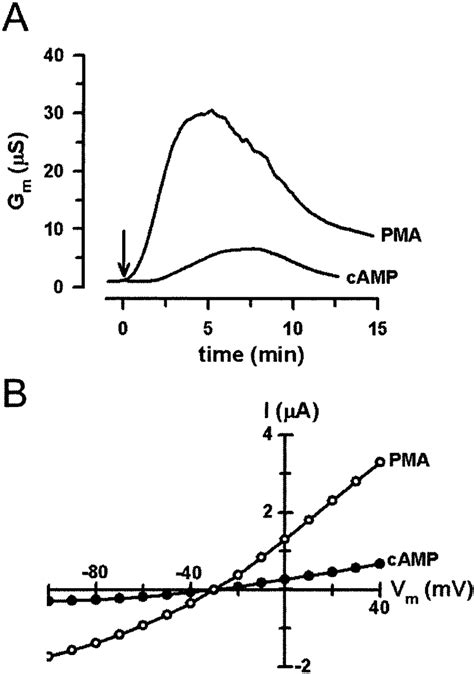 Phorbol 12 Myristate 13 Acetate Pma Elicits Maximal Membrane