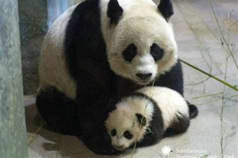 National Zoo Prepares for Giant Panda Breeding Season with the Arrival ...