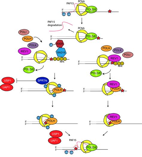 Translesion Synthesis Tls Pathways Are Regulated By Pcna K