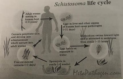 (Solved) - The diagram below shows the life cycle of the bilharzia parasite... (1 Answer ...