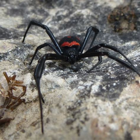 Latrodectus tredecimguttatus - Facts, Diet, Habitat & Pictures on ...