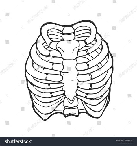 Doodle Illustration Human Rib Cage Line Stock Vector Royalty Free