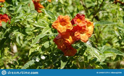 Campsis Radicans Also Known As Trumpet Creeper Stock Image Image Of