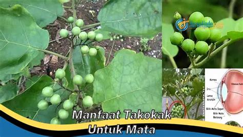 Banyak Yang Belum Tau Ini Dia Manfaat Takokak Untuk Mata Yang Bikin