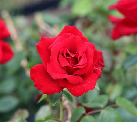 Love Knot Patio Climbing Rose 55ltr Potted Henry Street Nursery