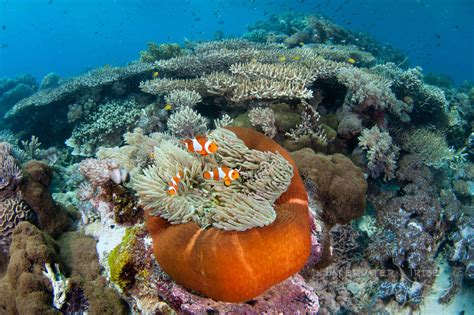 Ten Foot Reef Komodo Dive Sites Underwater Tribe