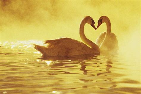 Love Swans Art Print By Brent Black Printscapes In 2021 Swans Art