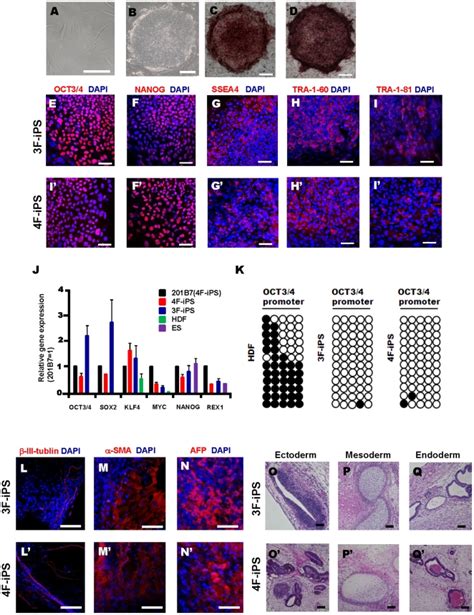 A Morphology Of Human Dermal Fibroblasts B Representative Image Of