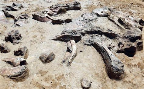 Dinosaur elephant fossils dating back 50,000 years found in China | Daily Star