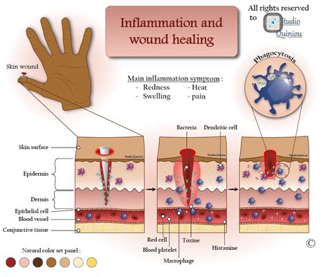 Skin inflammation and wound healing on Behance