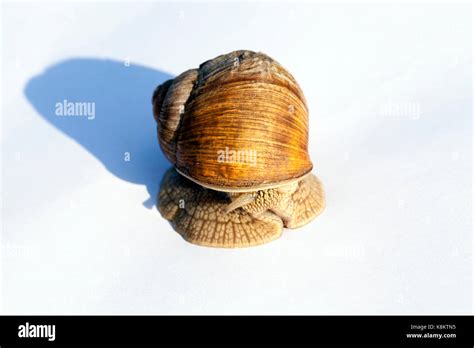 Snail Hiding In Shell Hi Res Stock Photography And Images Alamy