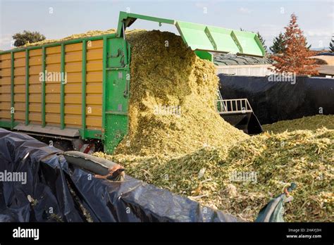 Harvesting Of Silage Stock Photo Alamy