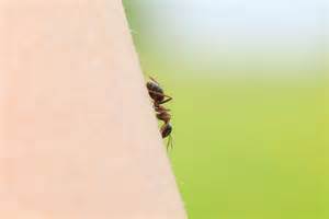 Can Ant Bites Make You Sick?