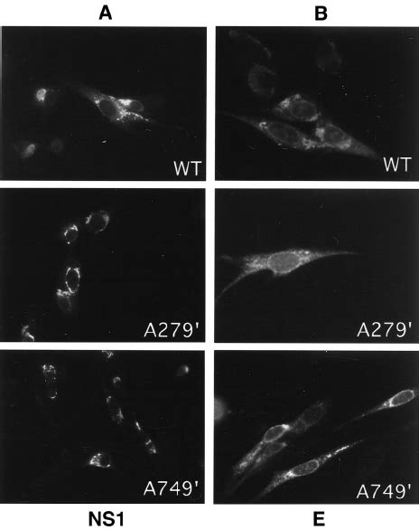 Expression Of Yfv Ns1 A And E B As Revealed By Immuno Fl