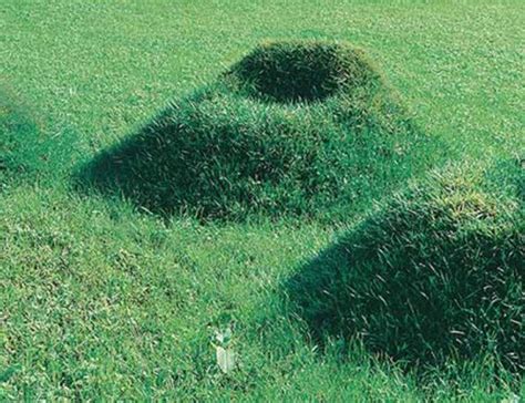 Brilliant Diy Kit Lets You Grow Your Own Grass Covered Armchair