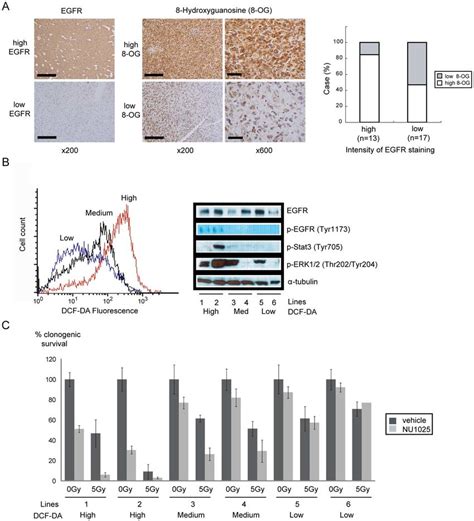 Clinical Correlation Between Egfr Expression Oxidative Stress And