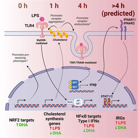 Frontiers Single Cell Analysis Of Docosahexaenoic Acid Suppression Of