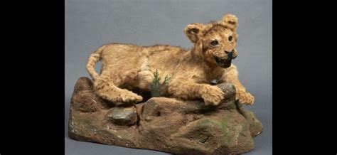 African Lion Cub Taxidermy Full Body Mount Panthera Leo 40 Cm