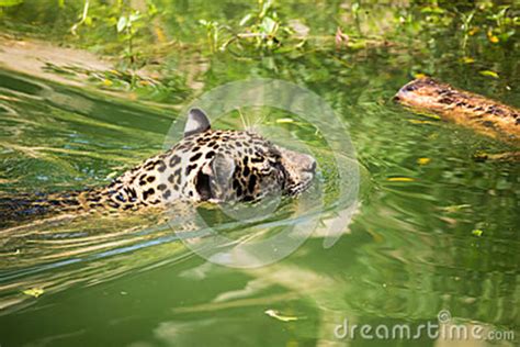 Orange Jaguar Swimming Stock Image Image Of Outside